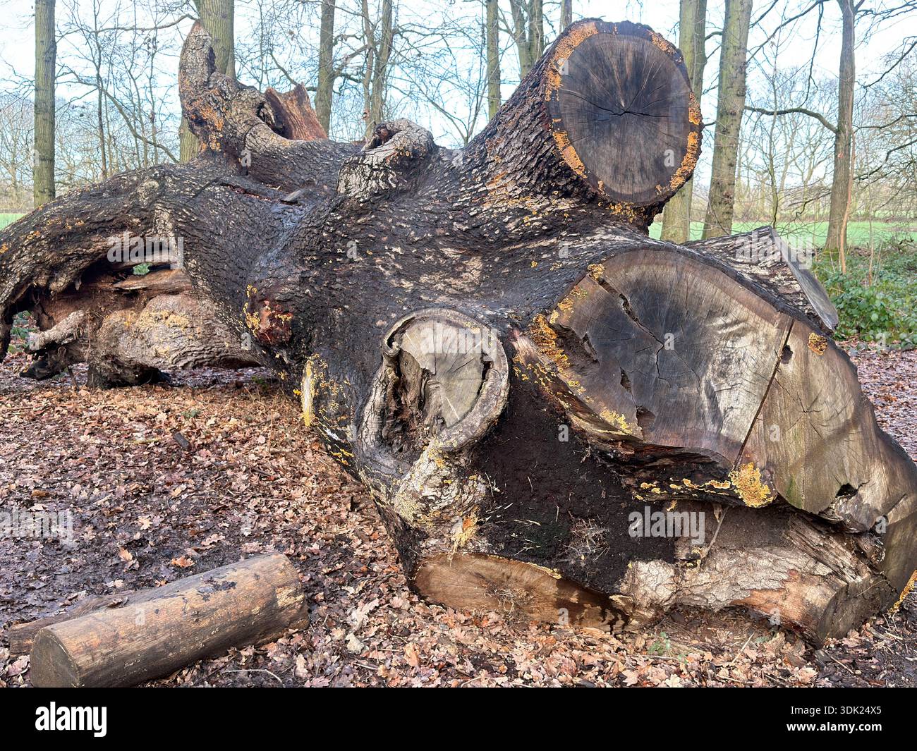 Elvaston Castle Country Park con sculture di alberi di Andrew Frost. Derby. Derbyshire. Inghilterra. Regno Unito - Immagine stock catturata con smartphone