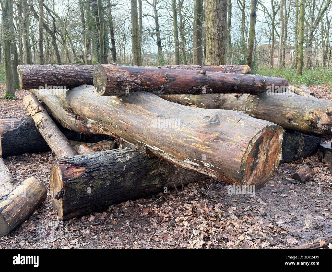 Elvaston Castle Country Park con sculture di alberi di Andrew Frost. Derby. Derbyshire. Inghilterra. Regno Unito - Immagine stock catturata con smartphone