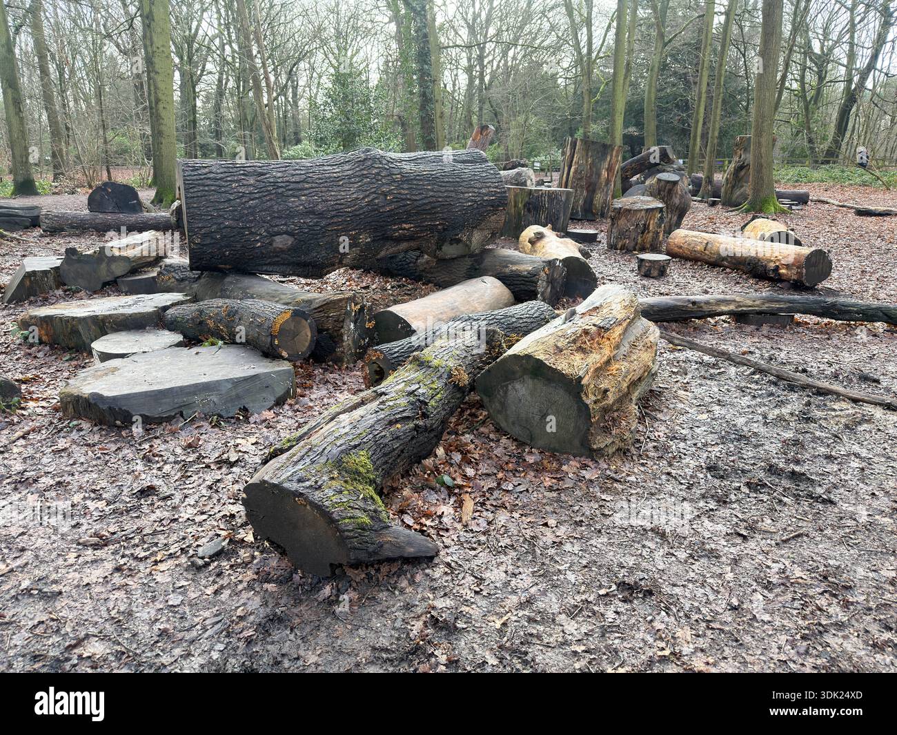 Elvaston Castle Country Park con sculture di alberi di Andrew Frost. Derby. Derbyshire. Inghilterra. Regno Unito - Immagine stock catturata con smartphone