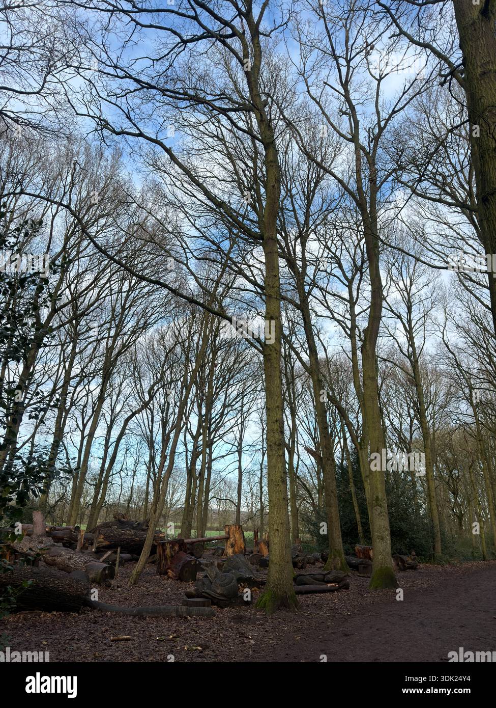 Elvaston Castle Country Park con sculture di alberi di Andrew Frost. Derby. Derbyshire. Inghilterra. Regno Unito - Immagine stock catturata con smartphone