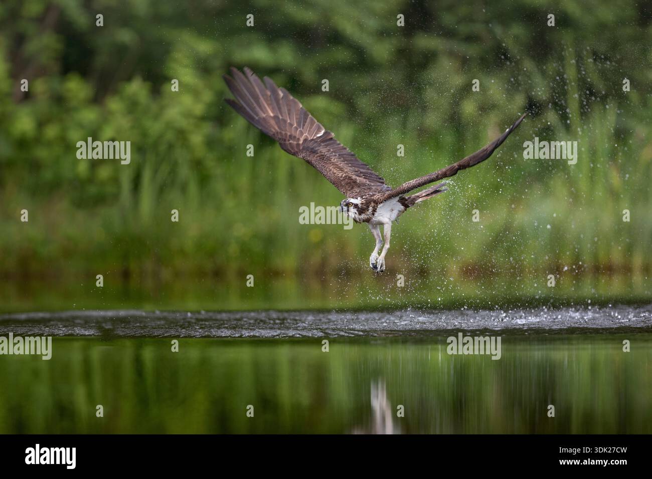 Osprey; Pandion haliaetus; caccia; Regno Unito Foto Stock