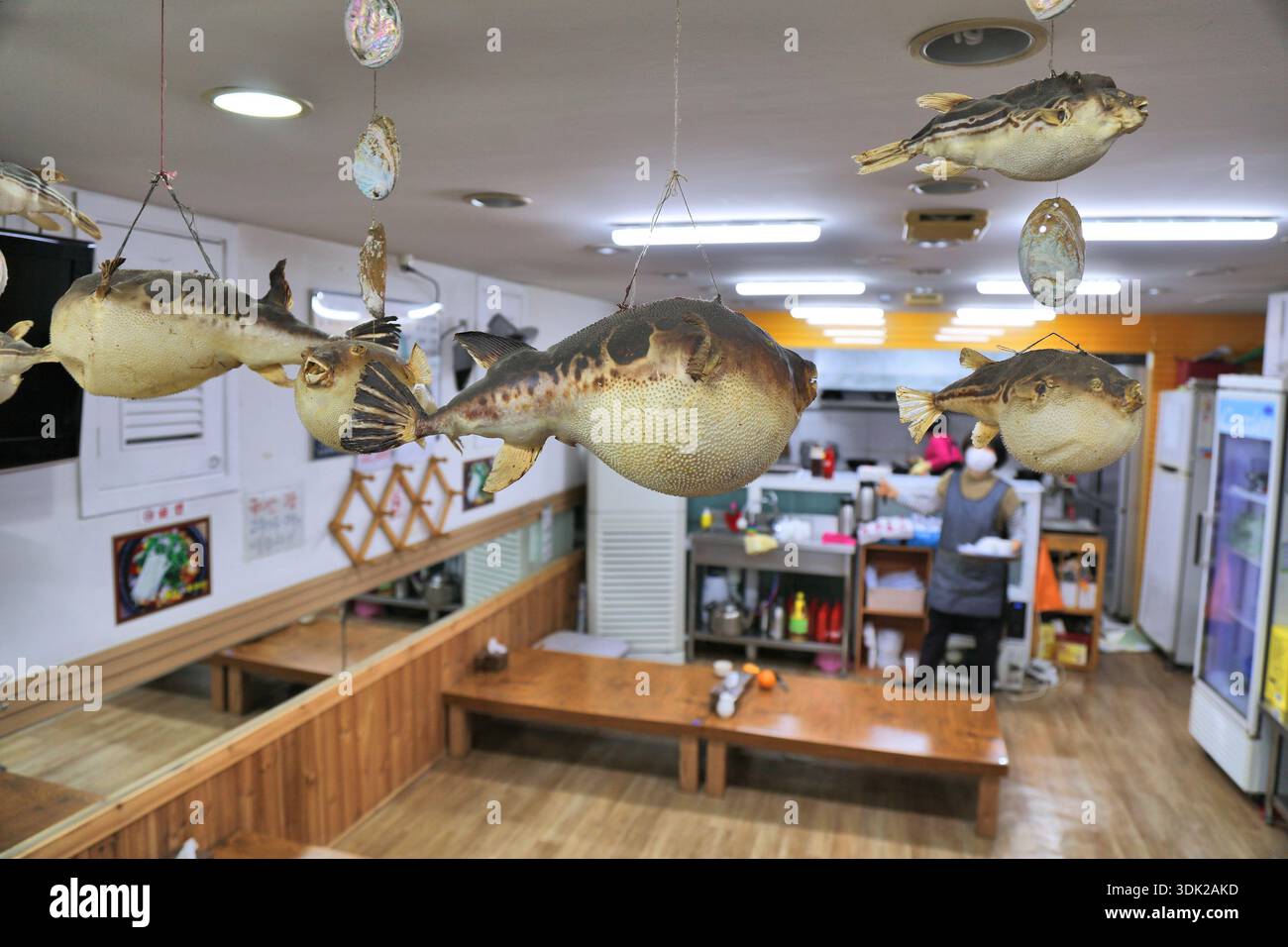 BUSAN, COREA DEL SUD - 27 MARZO 2023: Ristorante di specialità di pesce fugu nella città di Busan in Corea del Sud. Foto Stock