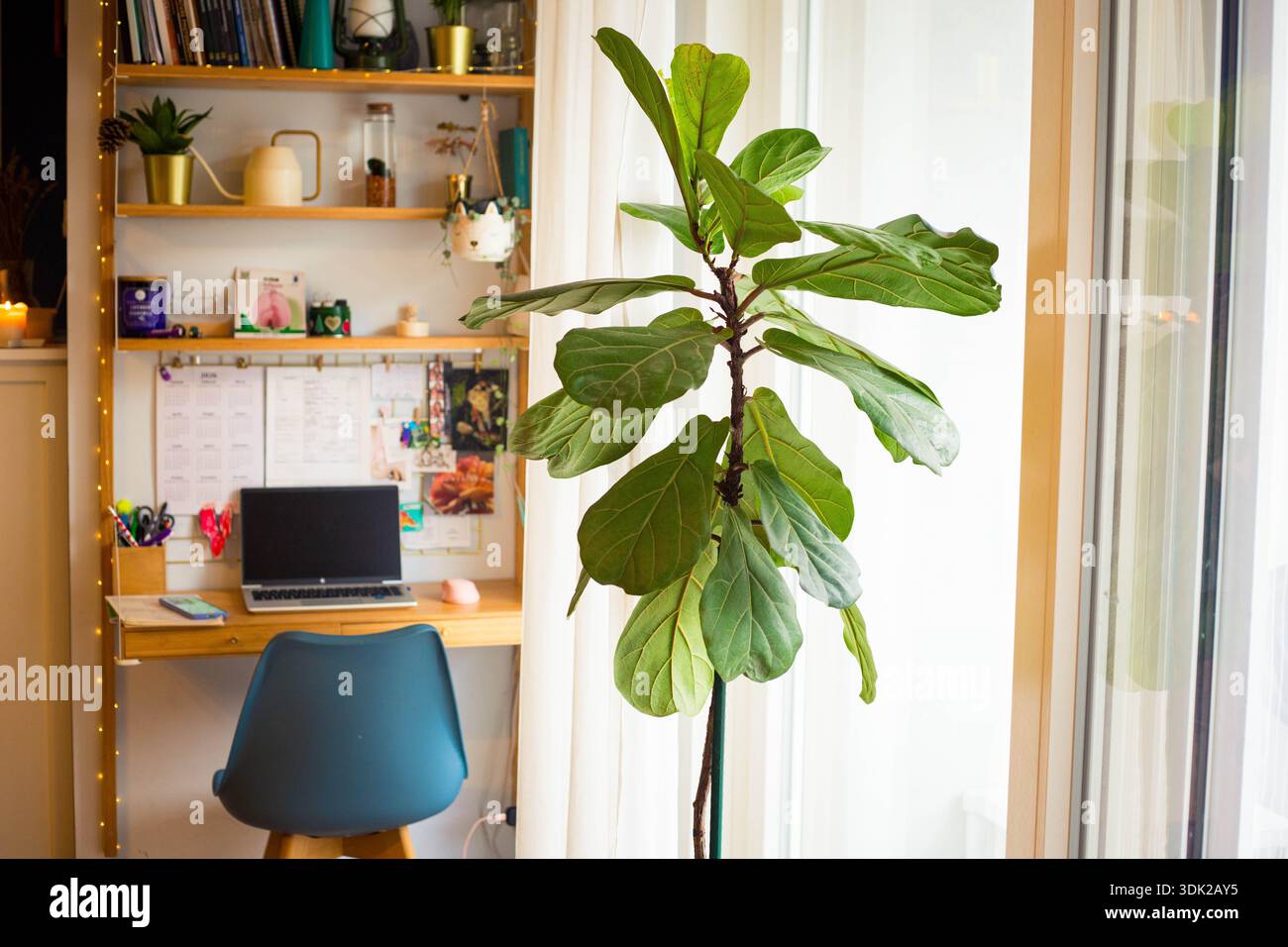 Una pianta di Ficus Lyrata o Fiddle foglia pianta di fico in primo piano, vicino a una vetrina, con una scrivania da ufficio a casa sullo sfondo. Foto Stock