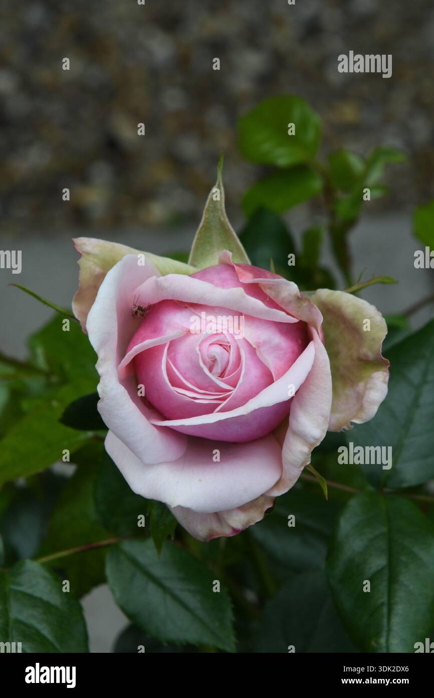 Rose rosa Foto Stock