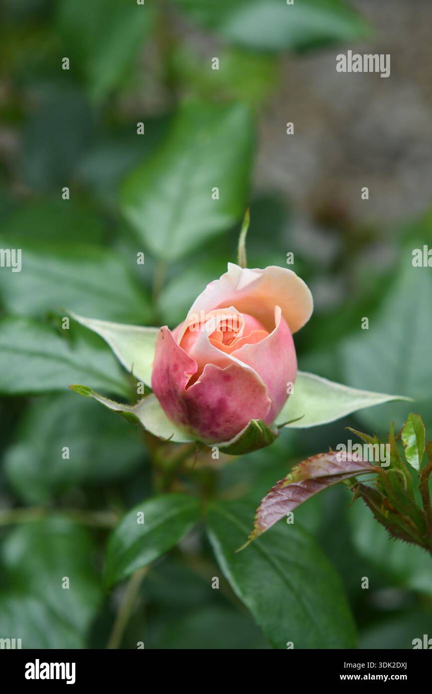 Rose rosa Foto Stock