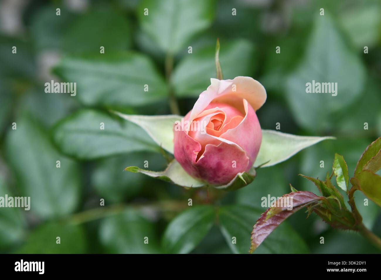 Rose rosa Foto Stock