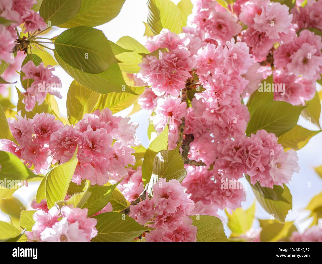 Primo piano di ciliegi rosa in fiore con foglie verdi fresche su un ramo d'albero. Stagione primaverile, sfondo floreale con bokeh per la natura, la bellezza, un Foto Stock