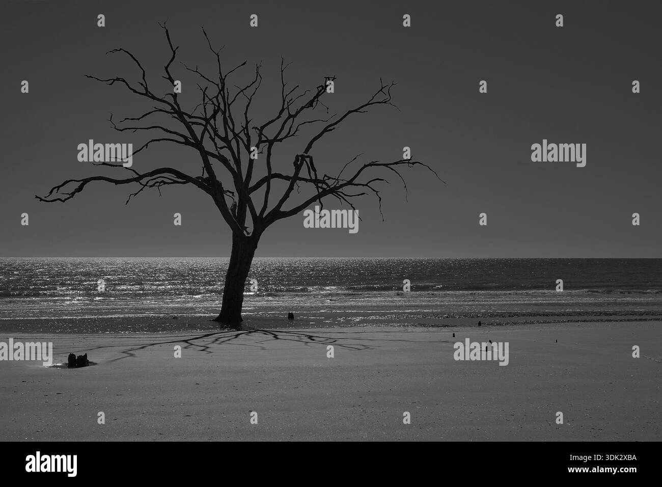 L'albero solitario sulla spiaggia di Botany Bay nel South Carolina Foto Stock