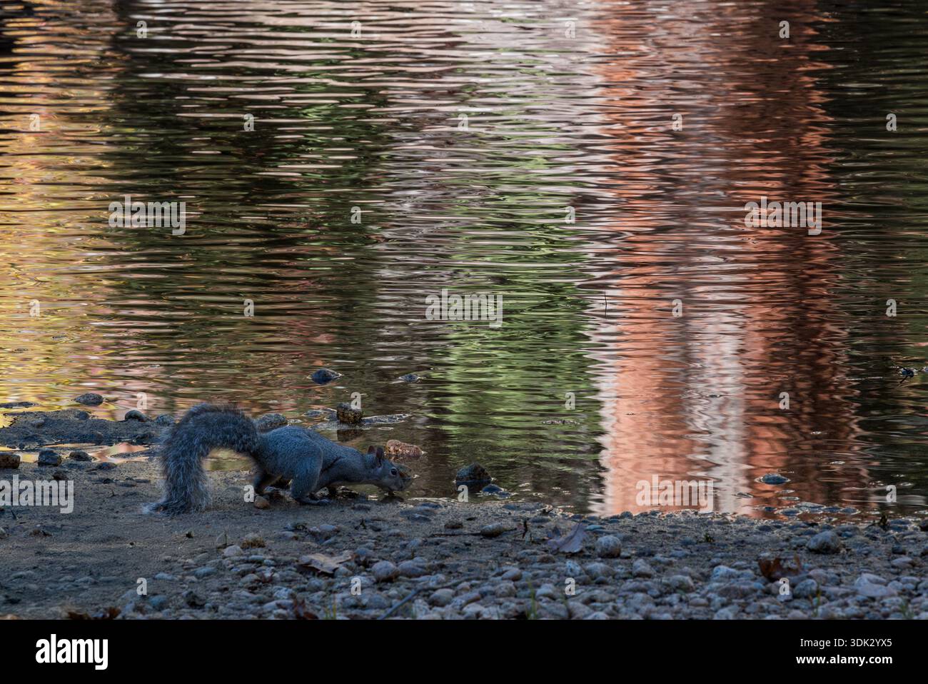 Scoiattolo che beve dal fiume Merced nella Yosemite Valley, Yosemite National Park, California, Stati Uniti. Foto Stock