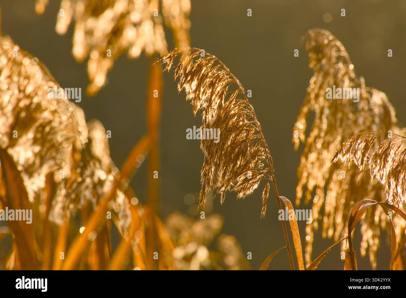 Asciugare le teste dei semi di erba canna in una retroilluminazione calda, primo piano Foto Stock