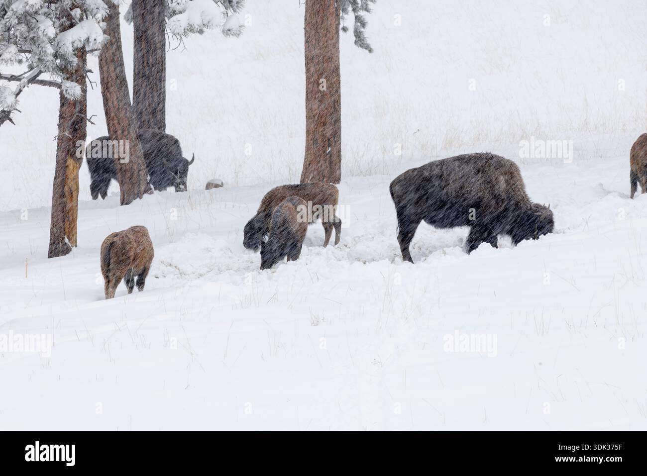 Bison cerca cibo nella neve profonda mentre una tempesta di neve copre il parco nazionale di Yellowstone. Gli animali si muovono lentamente tra gli alberi quando la neve cade pesantemente a. Foto Stock