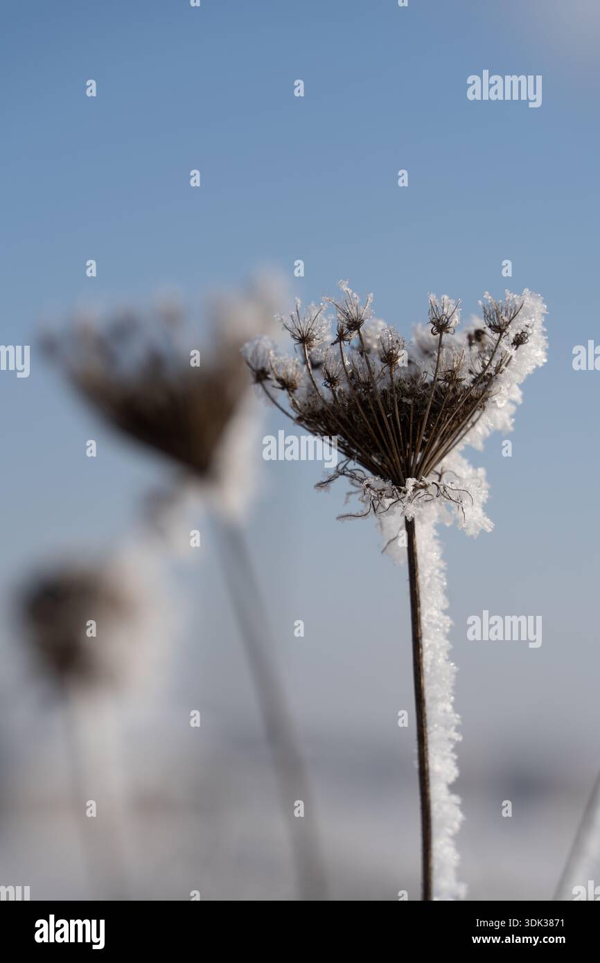 Stelo di fiori selvatici ghiacciato ricoperto di gelo contro il cielo blu invernale Foto Stock