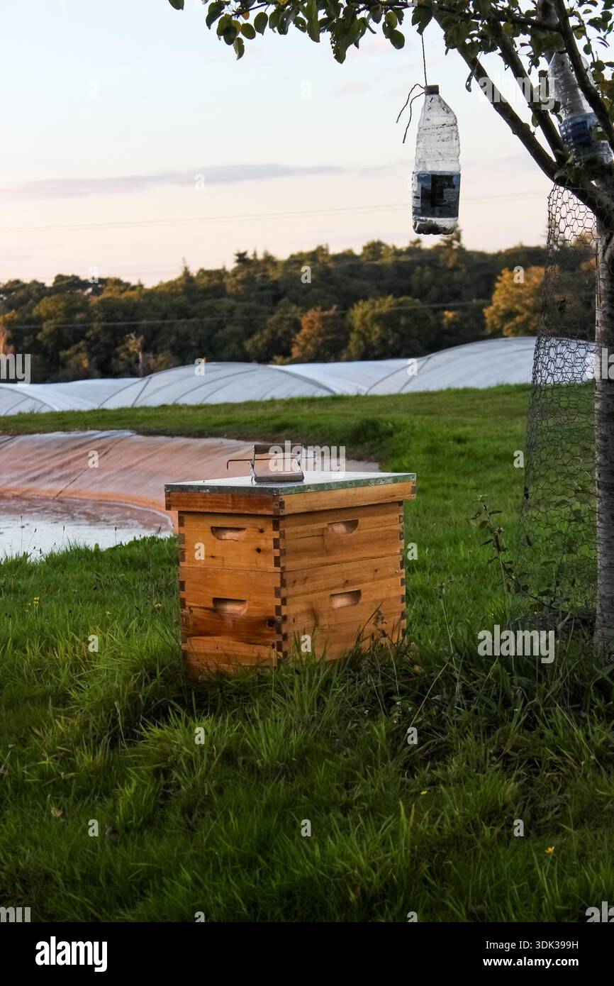 Un alveare di legno si trova in un campo erboso con grandi serre agricole sullo sfondo, apicoltura per la produzione di miele e l'impollinazione delle colture. Foto Stock