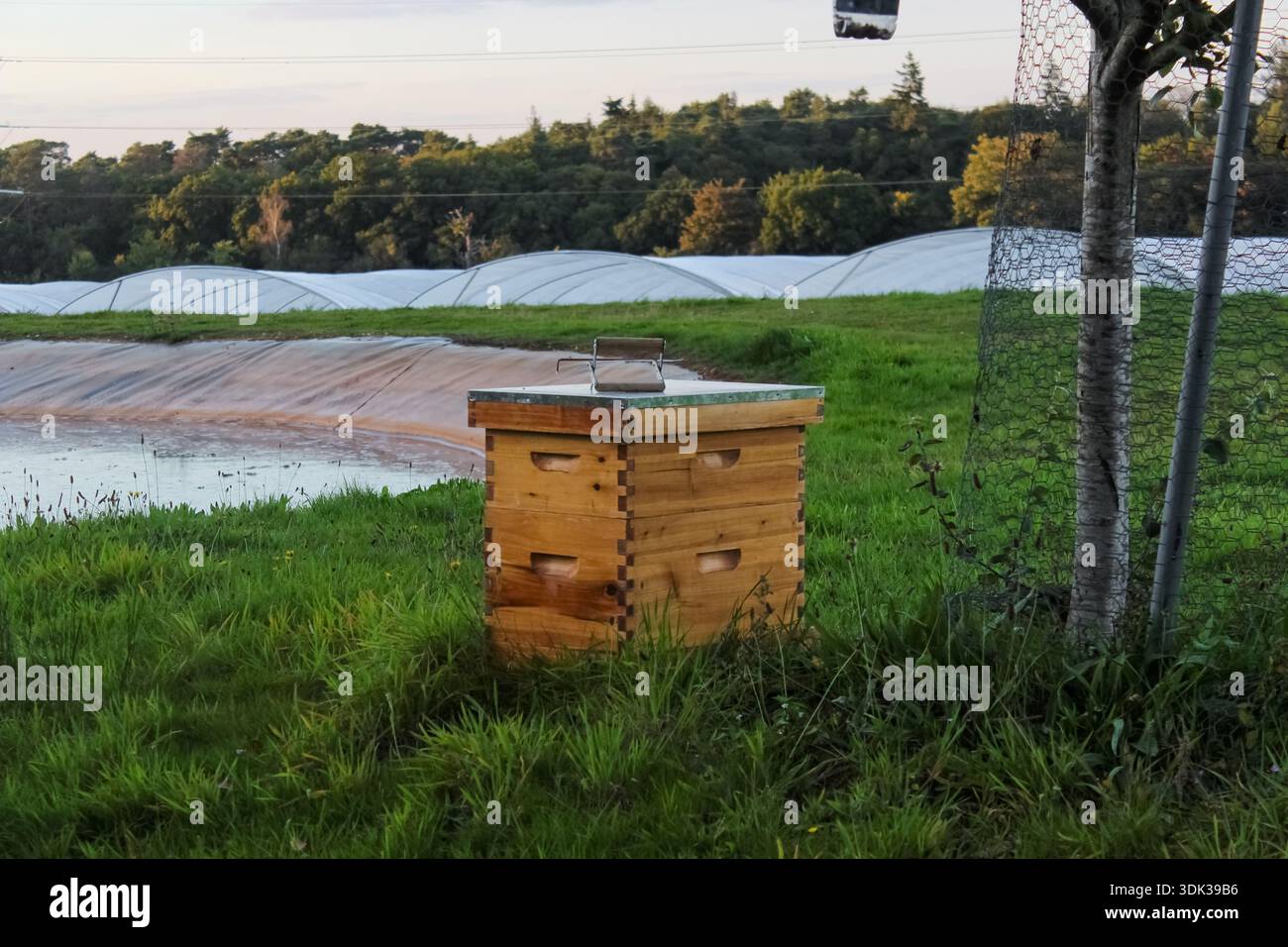 Un alveare di legno si trova in un campo erboso con grandi serre agricole sullo sfondo, apicoltura per la produzione di miele e l'impollinazione delle colture. Foto Stock