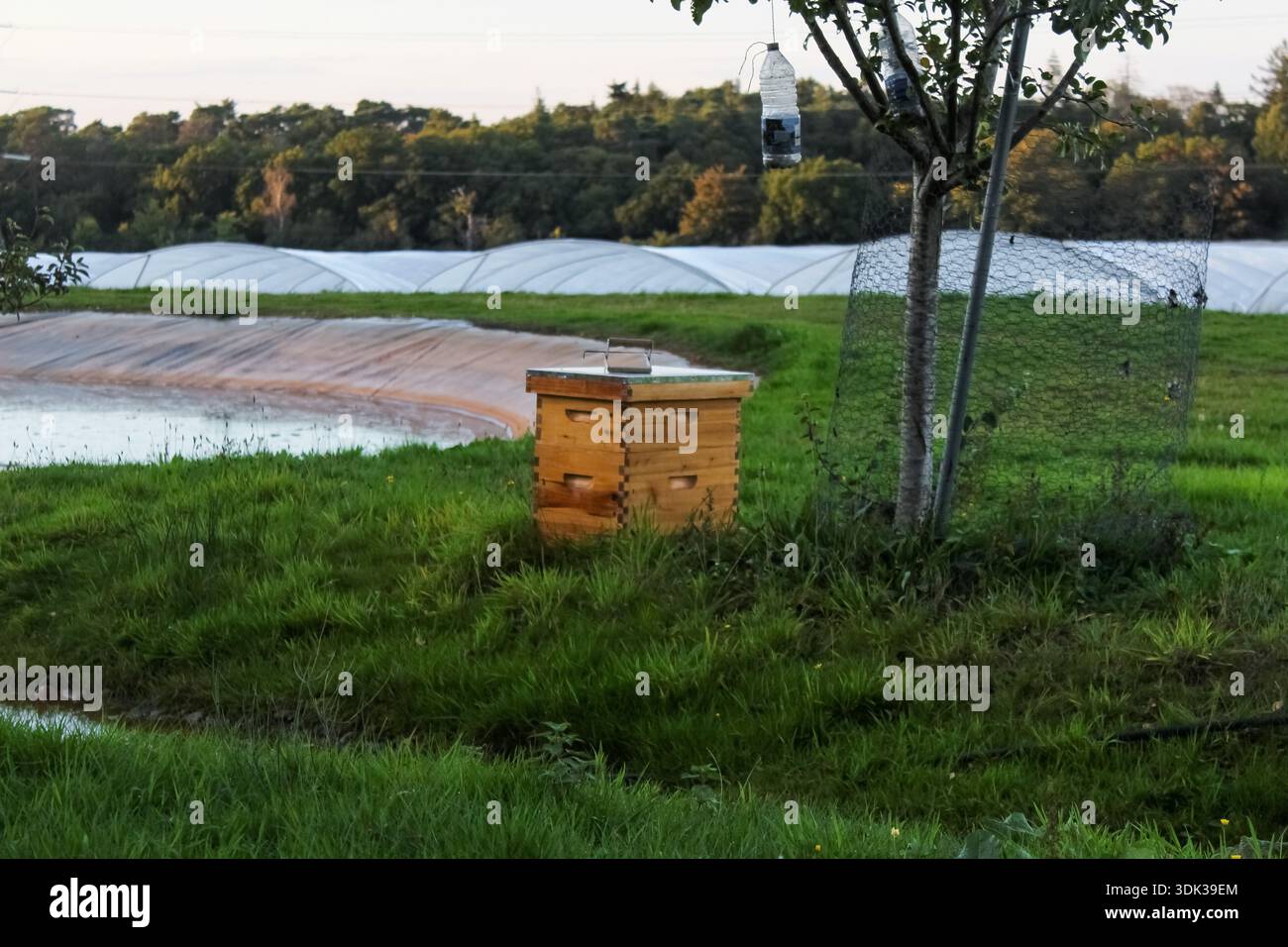 Un alveare di legno si trova in un campo erboso con grandi serre agricole sullo sfondo, apicoltura per la produzione di miele e l'impollinazione delle colture. Foto Stock