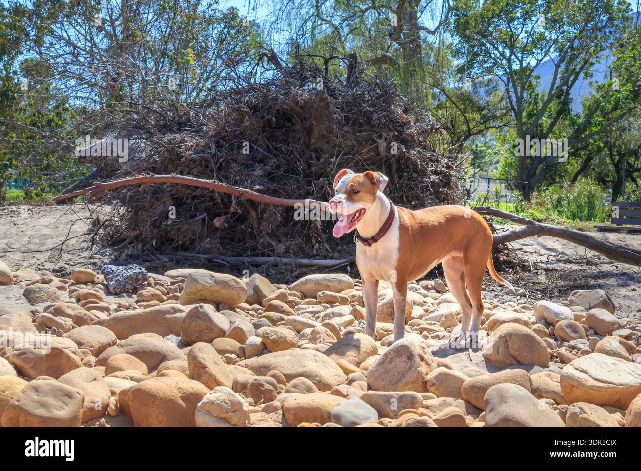 Cane cucciolo Pitbull terrier marrone e bianco, Città del Capo, Sud Africa Foto Stock