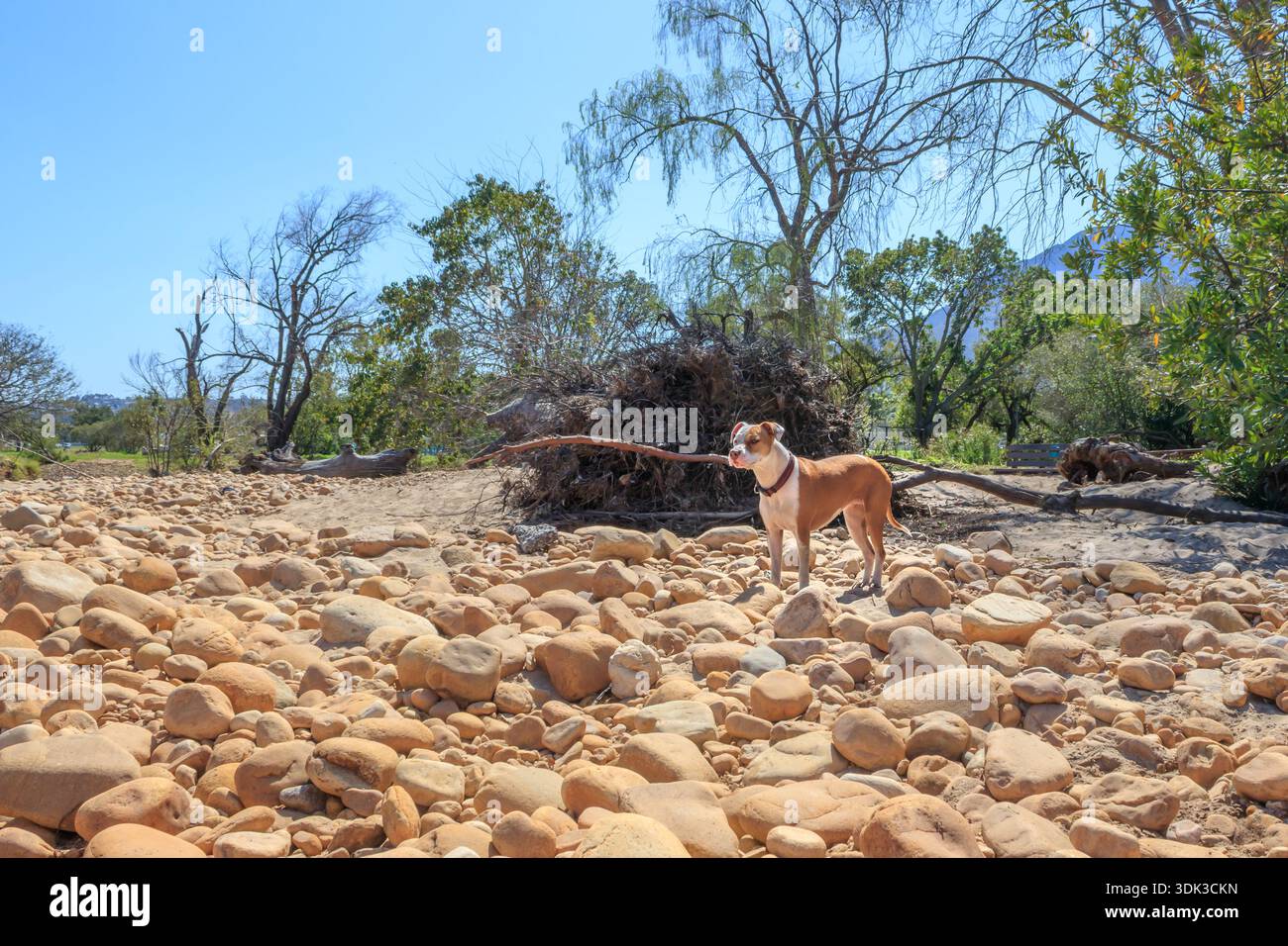 Cane cucciolo Pitbull terrier marrone e bianco, Città del Capo, Sud Africa Foto Stock