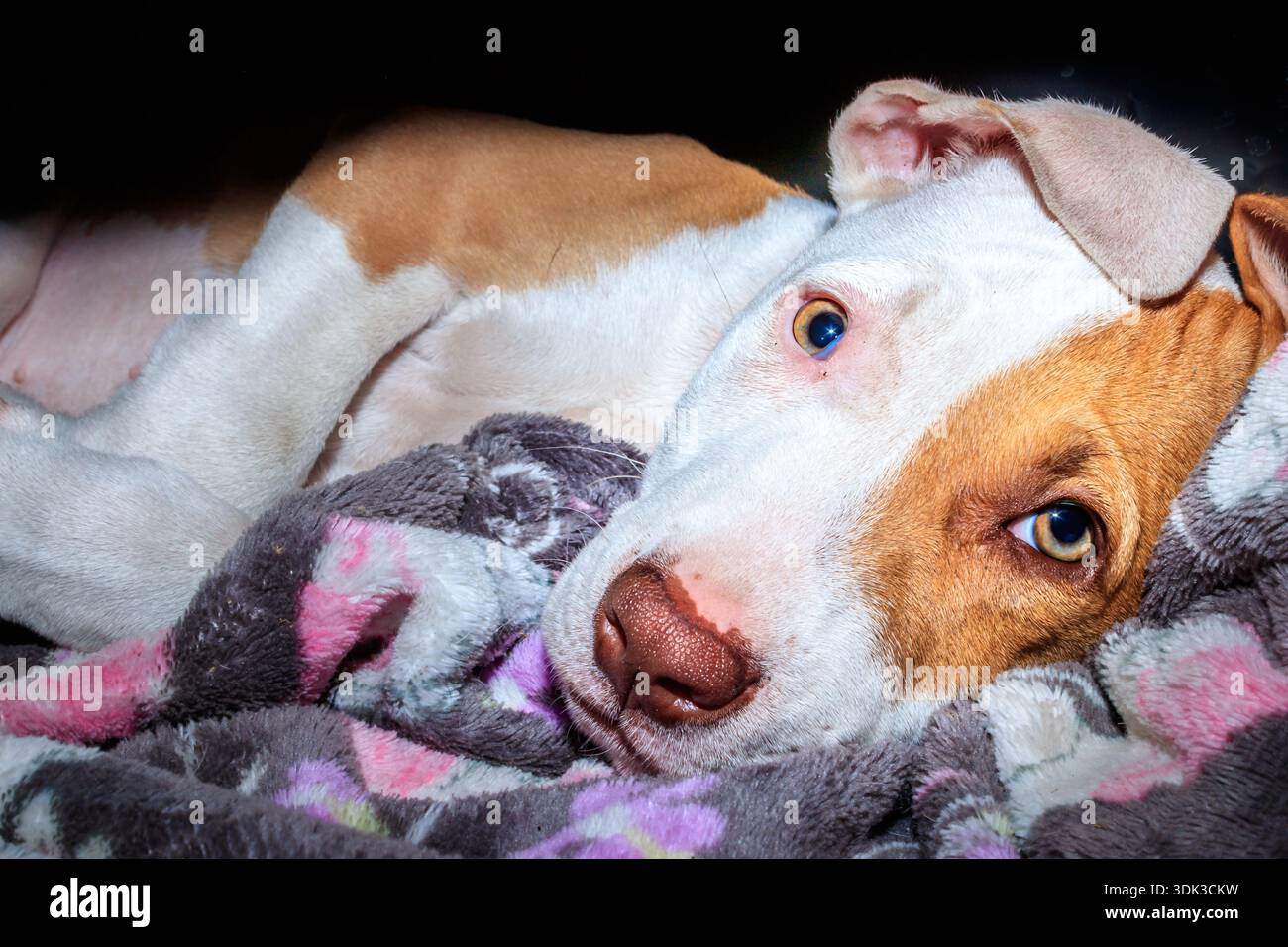 Cane cucciolo Pitbull terrier marrone e bianco, Città del Capo, Sud Africa Foto Stock