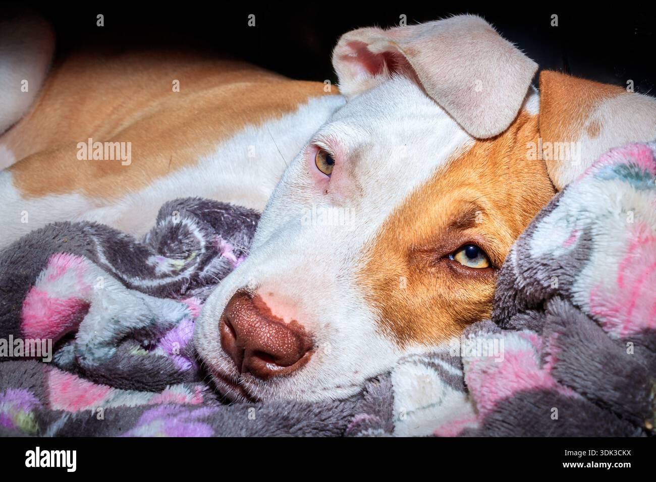 Cane cucciolo Pitbull terrier marrone e bianco, Città del Capo, Sud Africa Foto Stock
