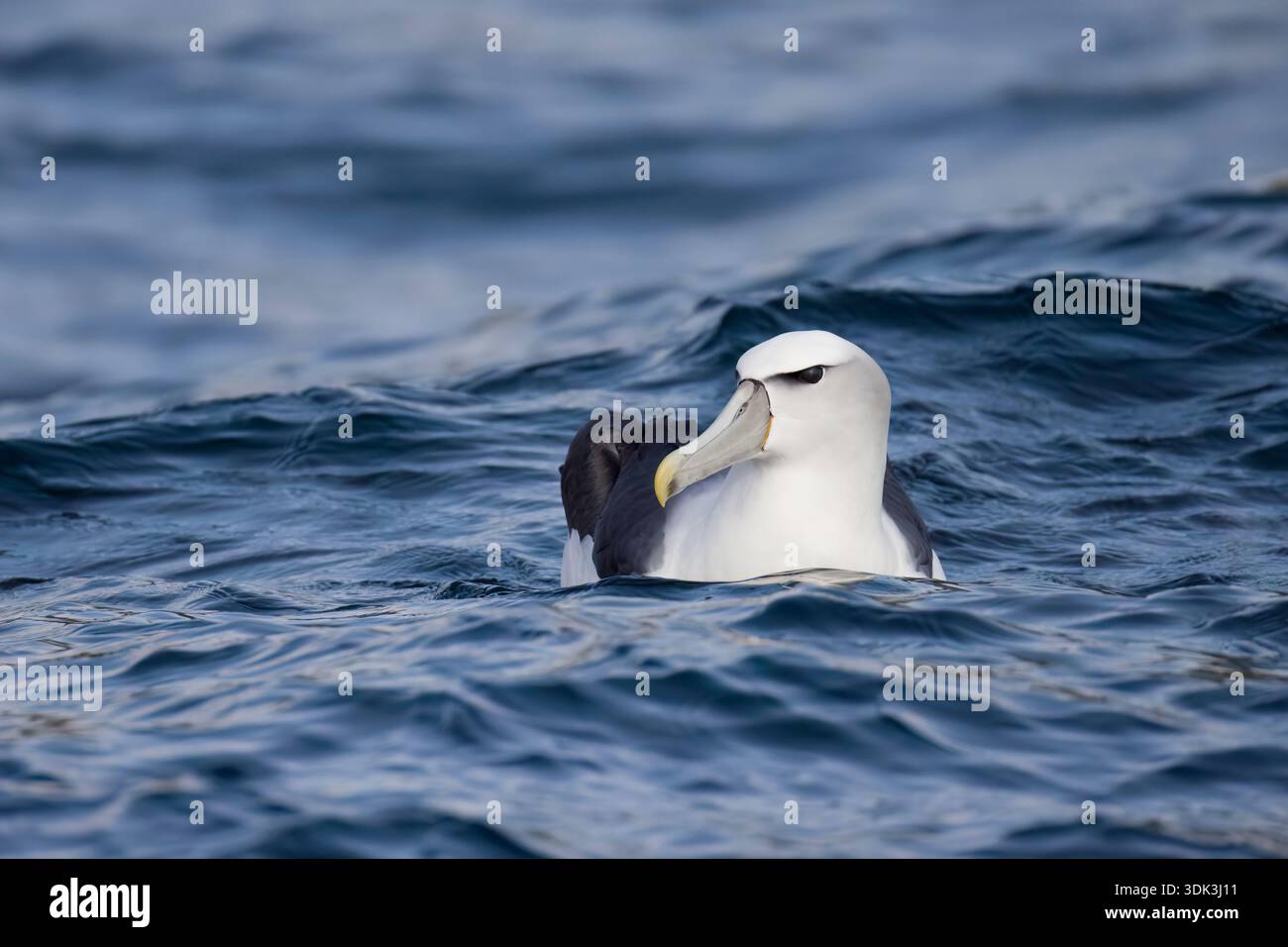 Albatross con tetto bianco in nuova Zelanda Foto Stock