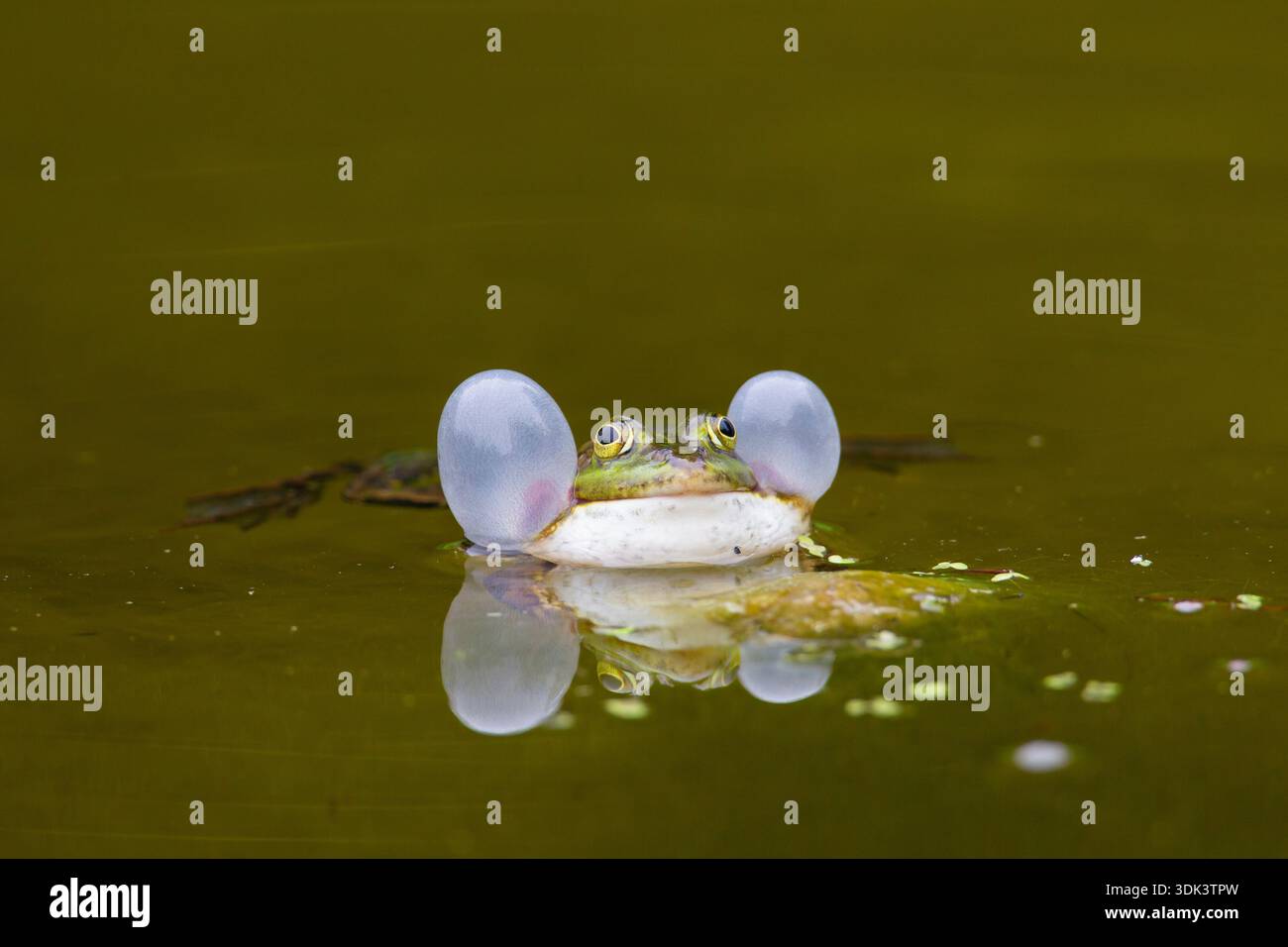 Rana della piscina, rana d'acqua, rana esculenta, rana in acqua, Meclemburgo-Pomerania Occidentale, Germania Foto Stock