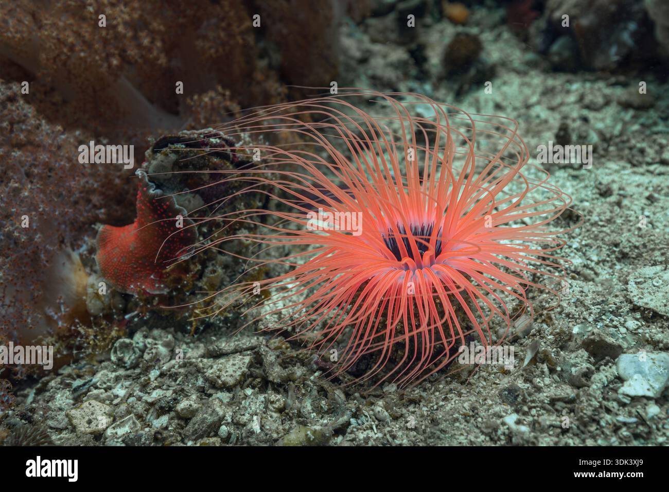 Rosa cilindrica fluorescente, rosa cilindrica a filetto, Cerianthus filiformis, isola Malalpascua, Cebu, mare delle Filippine, Filippine Foto Stock