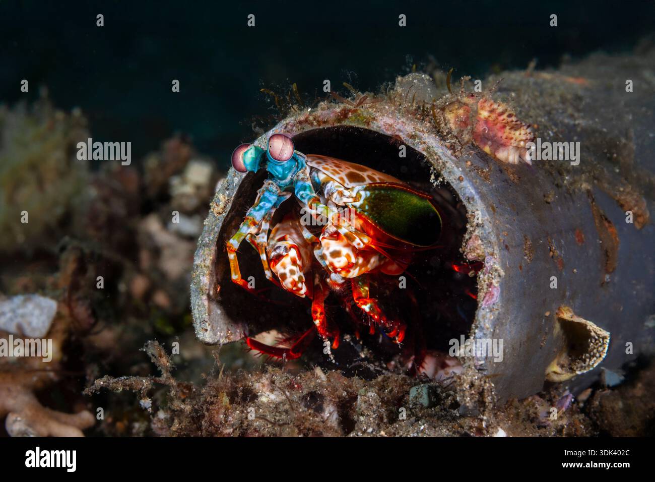 Gamberetti Mantis in tubo di plastica, Odontodactylus scyllarus, Mabini, Luzon, Mar delle Filippine, Filippine Foto Stock