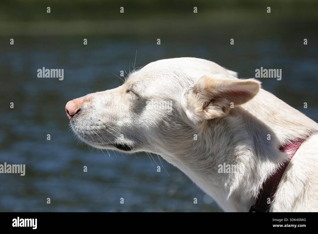 Cane Husky che annusa la brezza Foto Stock