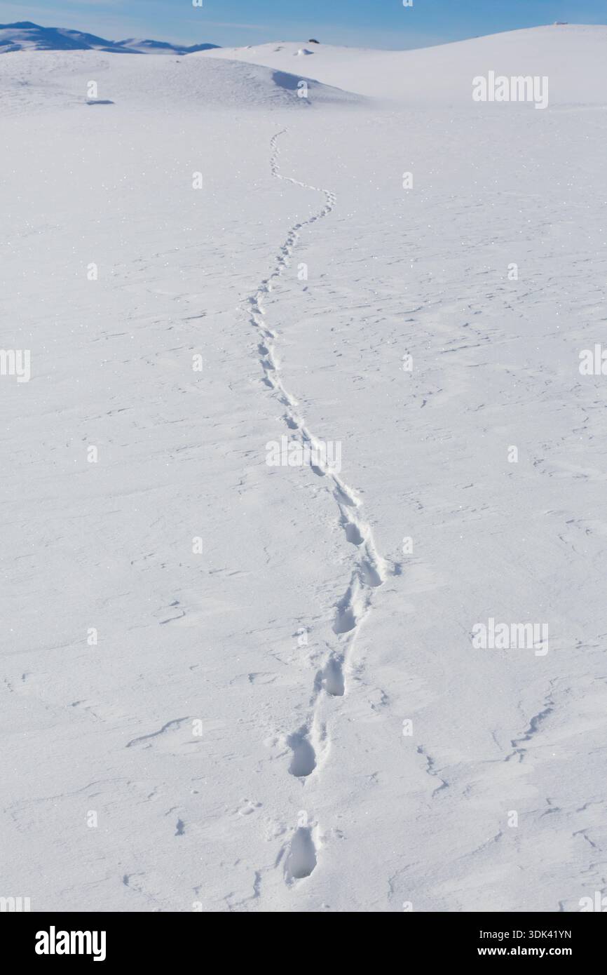 Volpe rossa, Vulpes vulpes, impronta nella neve, Norvegia Foto Stock