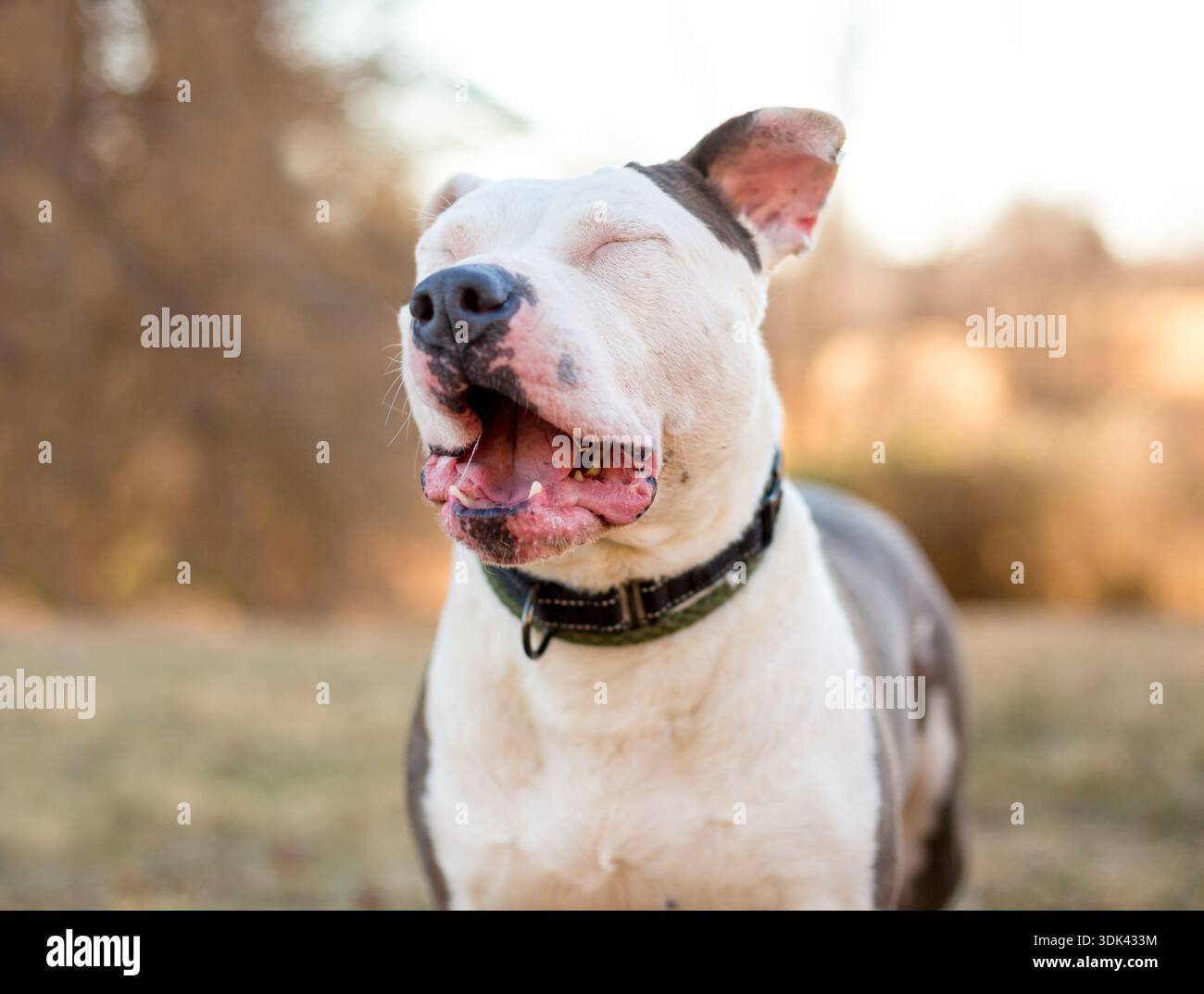 Un cane di razza mista Pit Bull Terrier che chiude gli occhi e crea un volto divertente Foto Stock