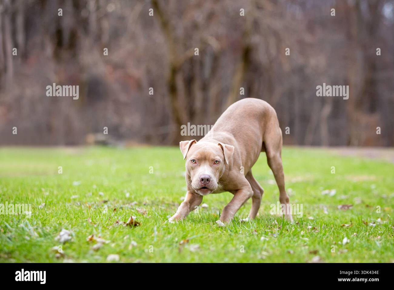 Un cane di razza mista Pit Bull Terrier accovacciato e ringhiato o abbaiato all'aperto Foto Stock