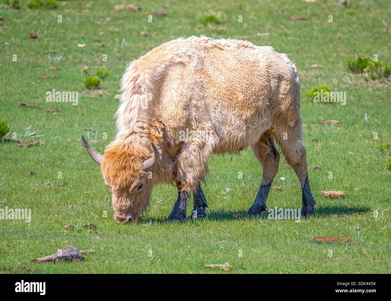 Un White Bison, spesso chiamato White Buffalo pascolando in una prateria del Colorado. Foto Stock