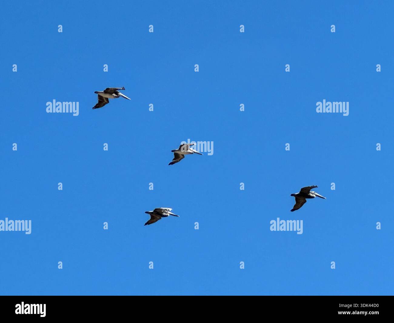 Pelican vola contro il cielo azzurro, una scena naturalistica minima con spazio per le copie. - Immagine stock catturata con smartphone
