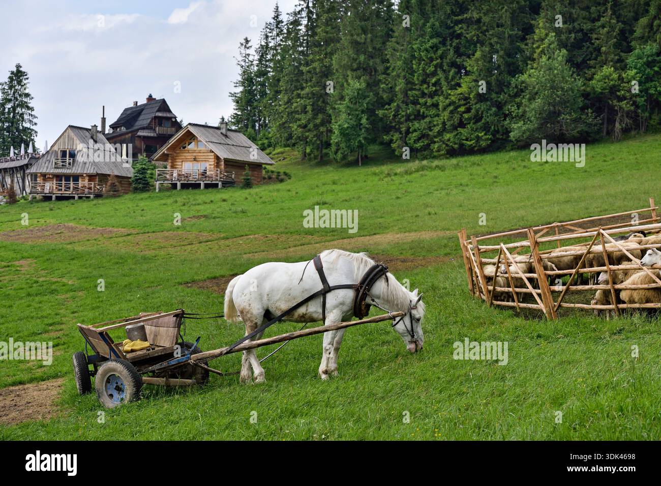 Carretto da cavallo utilizzato per trasportare lattine di latte in un prato in discesa dall'azienda agricola Szymkowka, Brzegi, regione di Podhale, Monti Tatra, provincia di Malopolska (meno Foto Stock