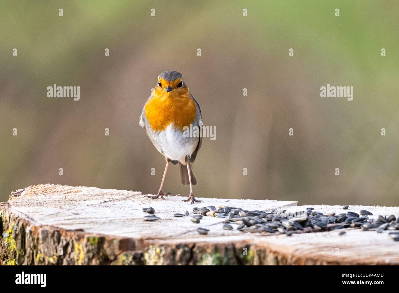 Robin (erithacus rubecula) su un ceppo d'albero, semi di girasole Foto Stock