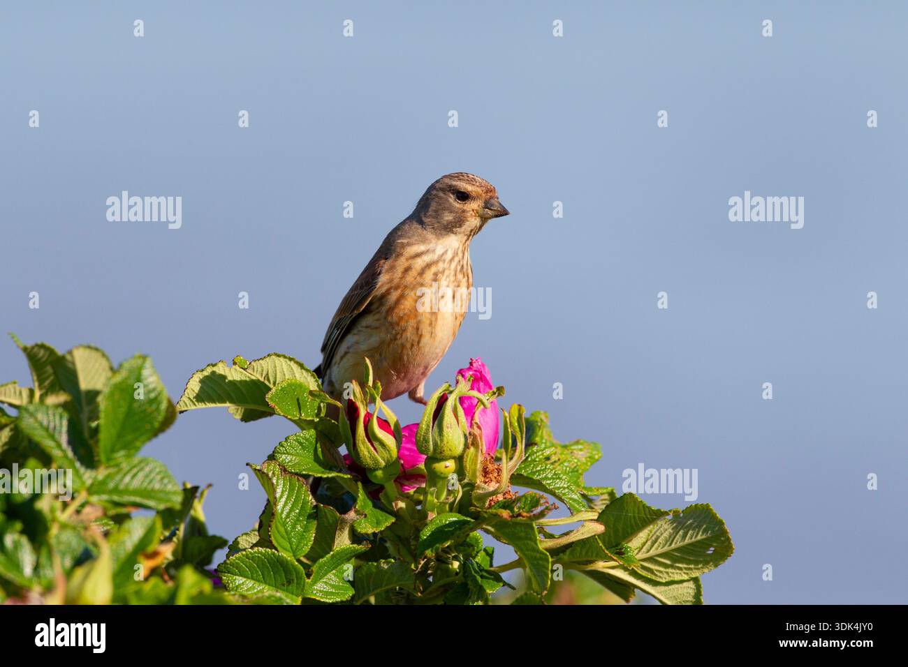 linnet comune, Carduelis cannabina. Donna, Schleswig-Holstein, Germania Foto Stock