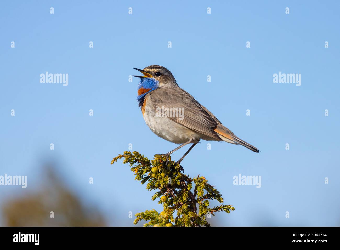 Bluethroat maculato rosso, Luscinia svecica, Maennchen, Jæmtland, Svezia Foto Stock
