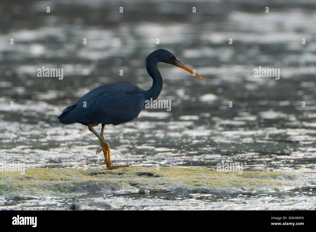 Un buio Morph Eastern Reef Heron che cammina attraverso acque costiere poco profonde, Thailandia Foto Stock