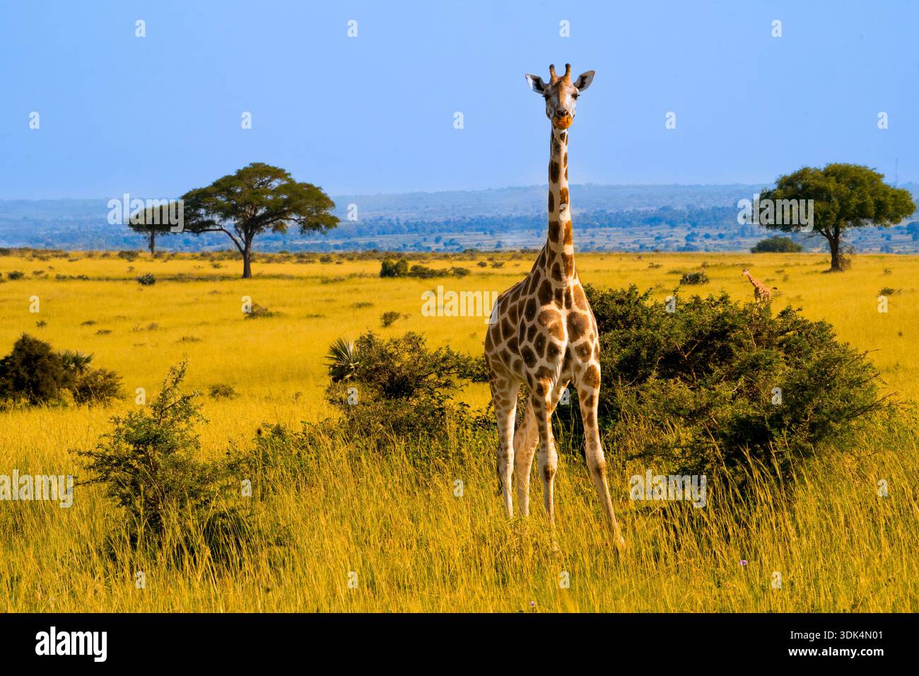 Una giraffa di Rothschild che si muove attraverso la vasta savana, circondata da praterie dorate e alberi di acacia sparsi, Uganda Foto Stock