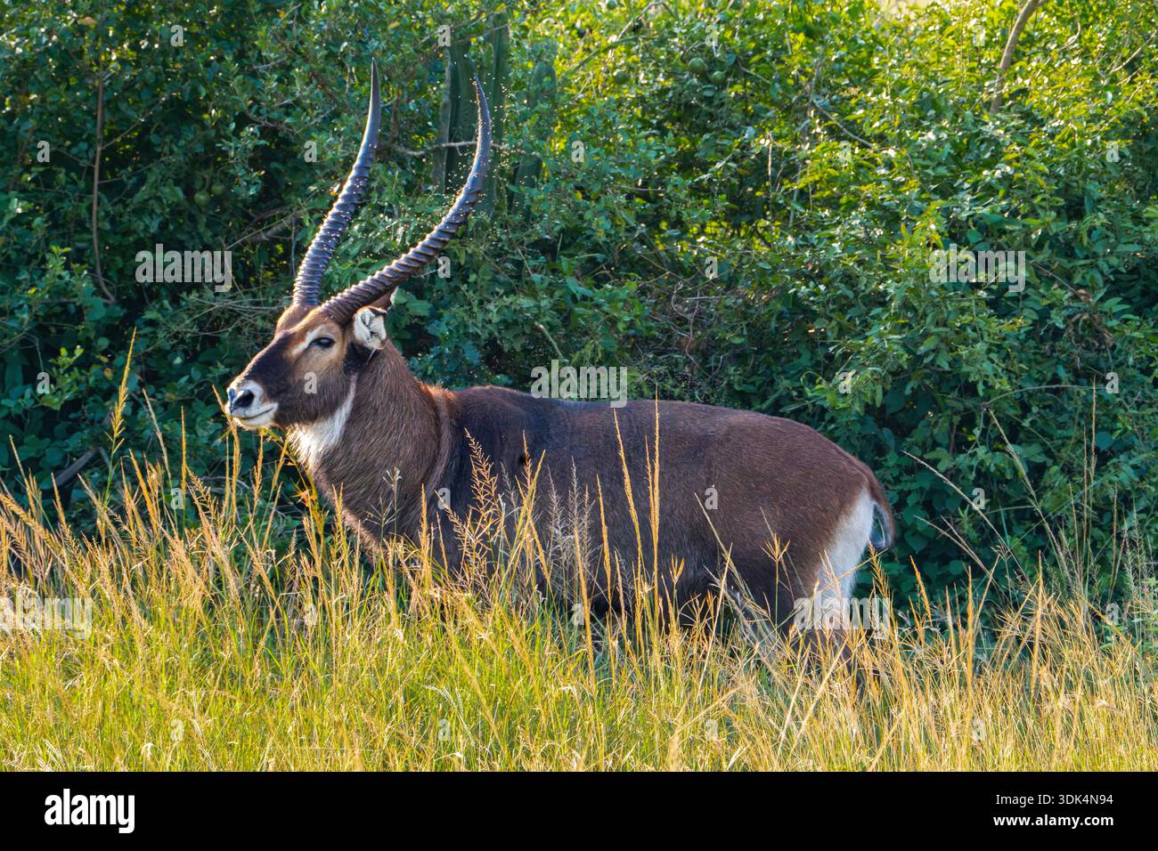 Un Waterbuck maschio in allerta nell'alta erba dorata, in Uganda. Foto Stock