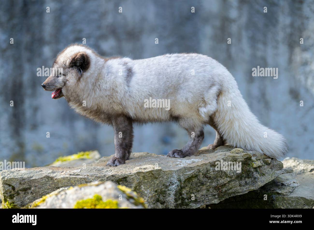 Volpe artica, volpe polare (Alopex lagopus, Vulpes lagopus), in piedi su una roccia Foto Stock