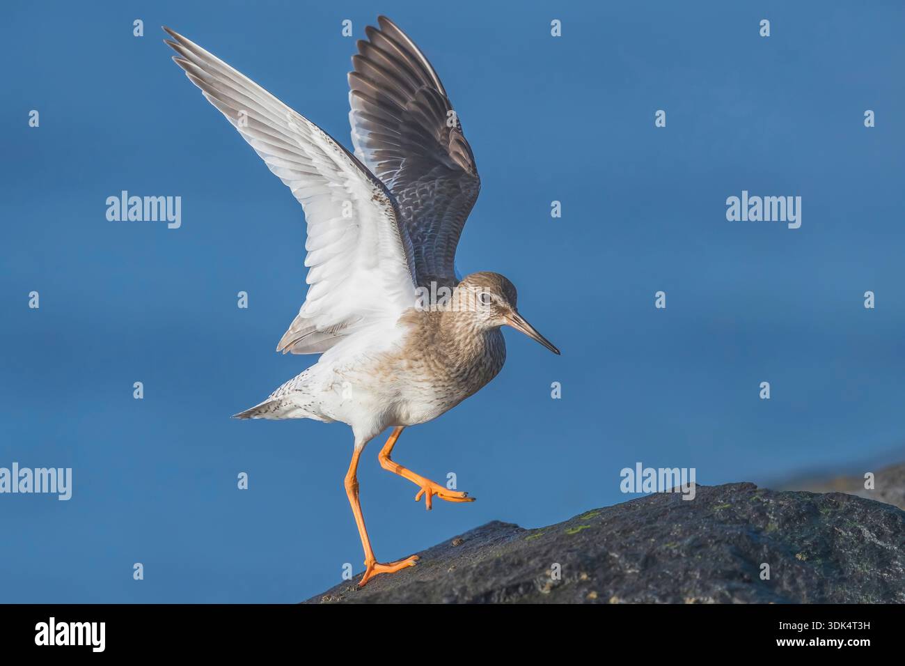 Rossiccio islandese (Tringa totanus robusta), camminando su una roccia, Azzorre, Ponta Delgada Foto Stock
