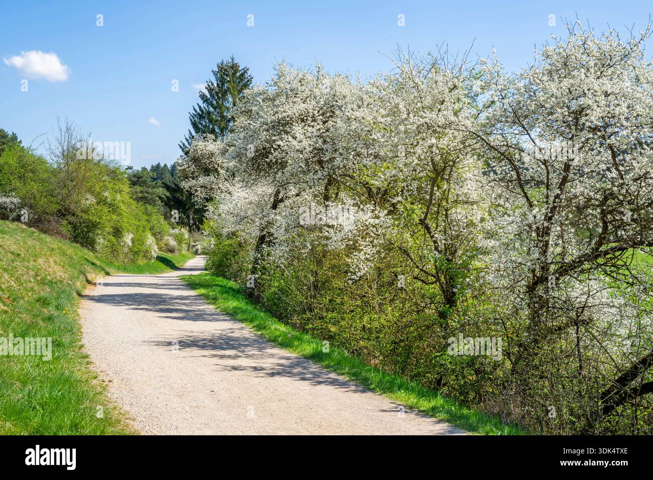 blackthorn, Sloe (Prunus spinosa), Country Lane nel paesaggio primaverile con fioriture di nervi, Germania, Baviera, alto Palatinato, Neumarkt in der O. Foto Stock