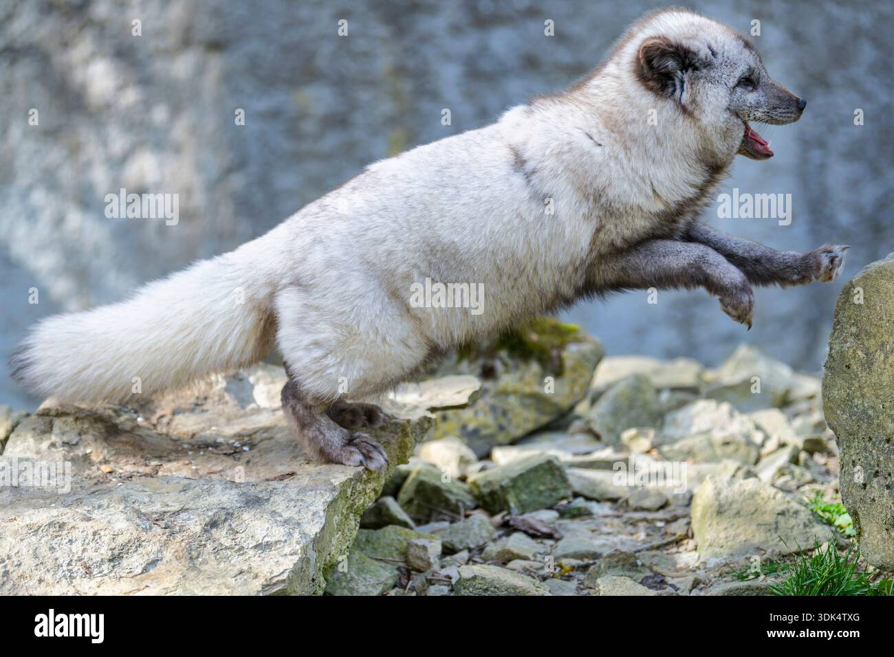 Volpe artica, volpe polare (Alopex lagopus, Vulpes lagopus), che salta Foto Stock