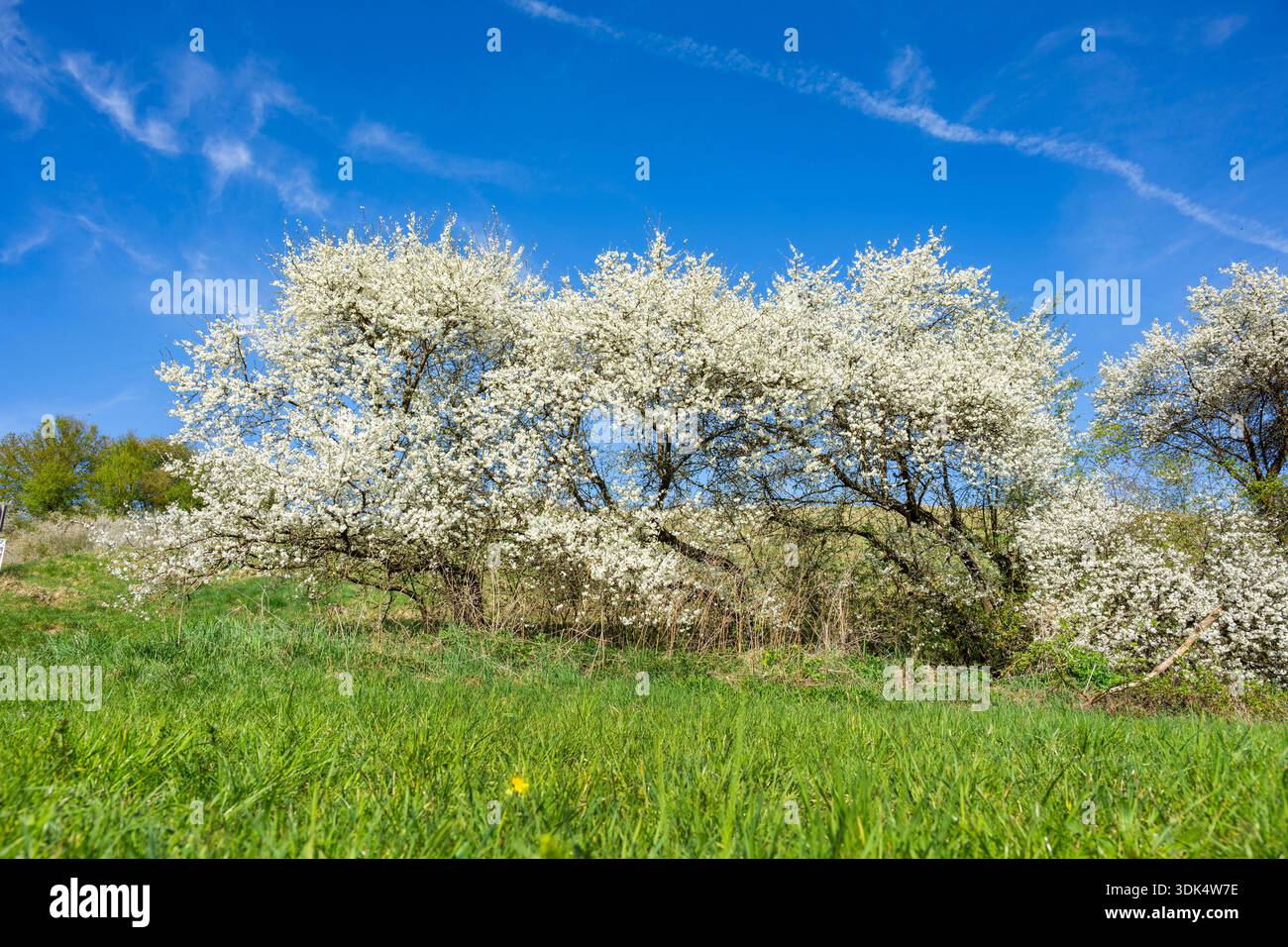 blackthorn, sloe (Prunus spinosa), paesaggio primaverile con fioriture di nervi, Germania, Baviera, alto Palatinato, Neumarkt in der Oberpfalz Foto Stock