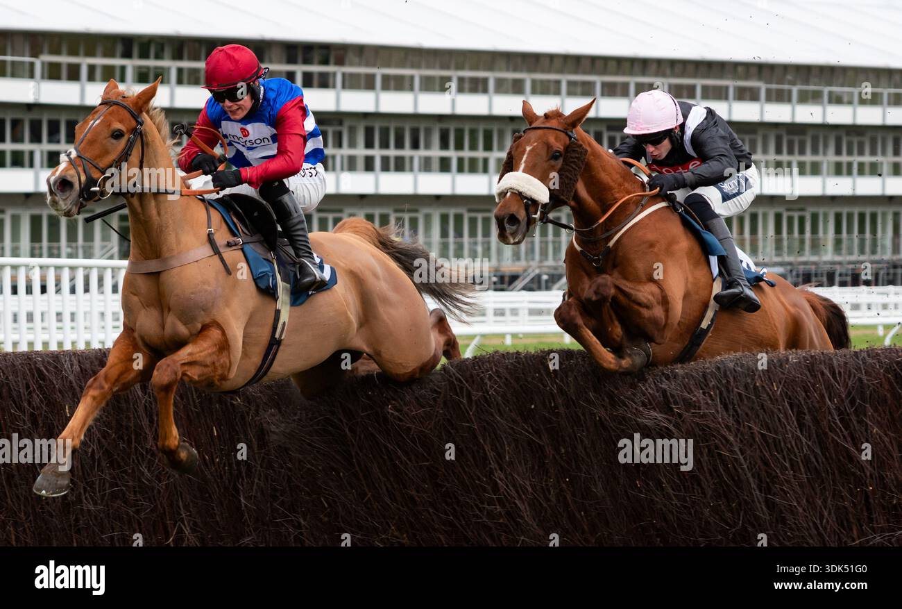 Quebecois e Scorcese sono ritratti all'ippodromo di Cheltenham, 24/01/26. Crediti JTW equine Images / Alamy. Foto Stock