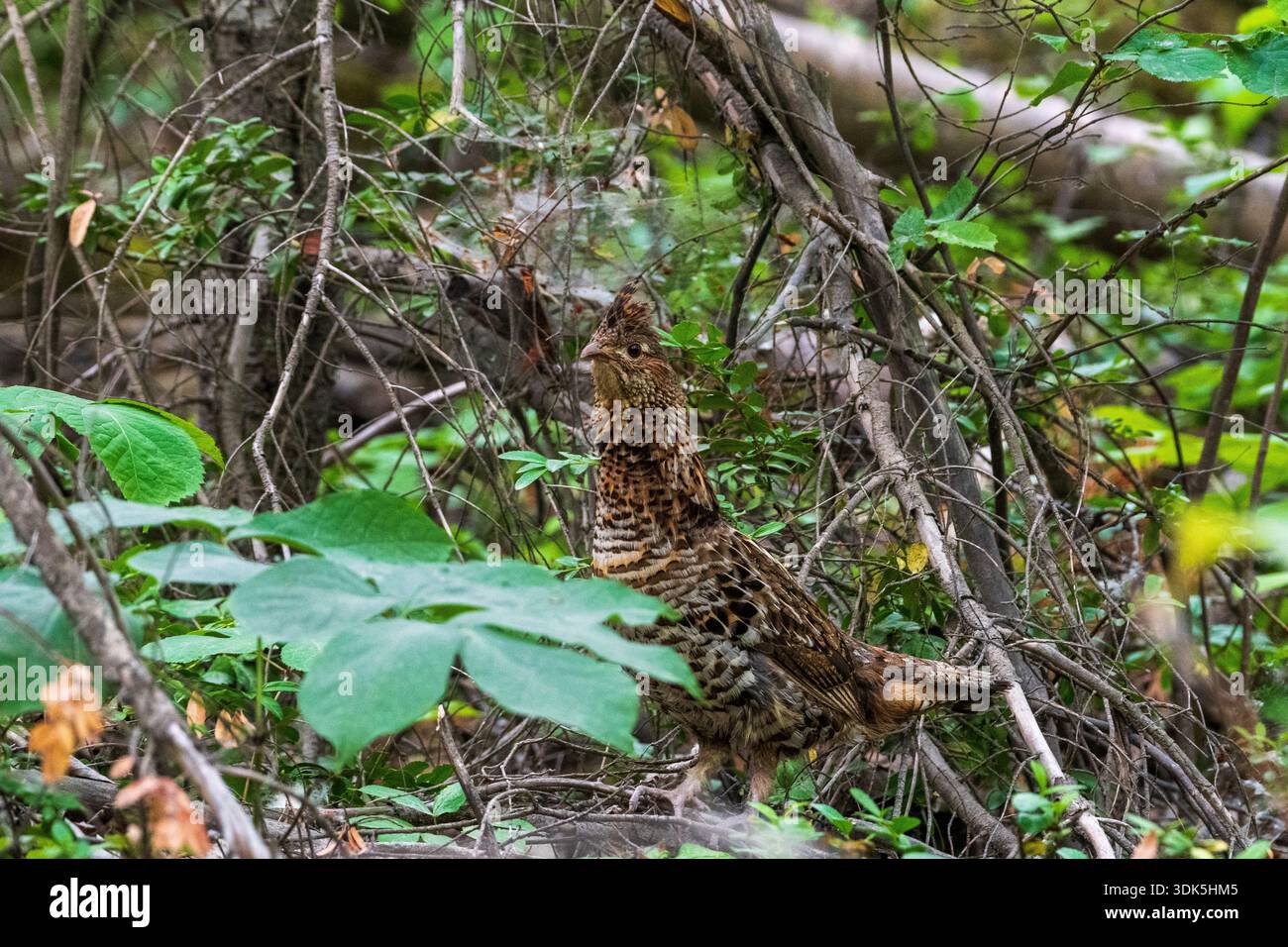 Un gabbiano ruffato femminile rimane basso in una fitta vegetazione, le sue piume fantasia si fondono nel fondo della foresta. Foto Stock