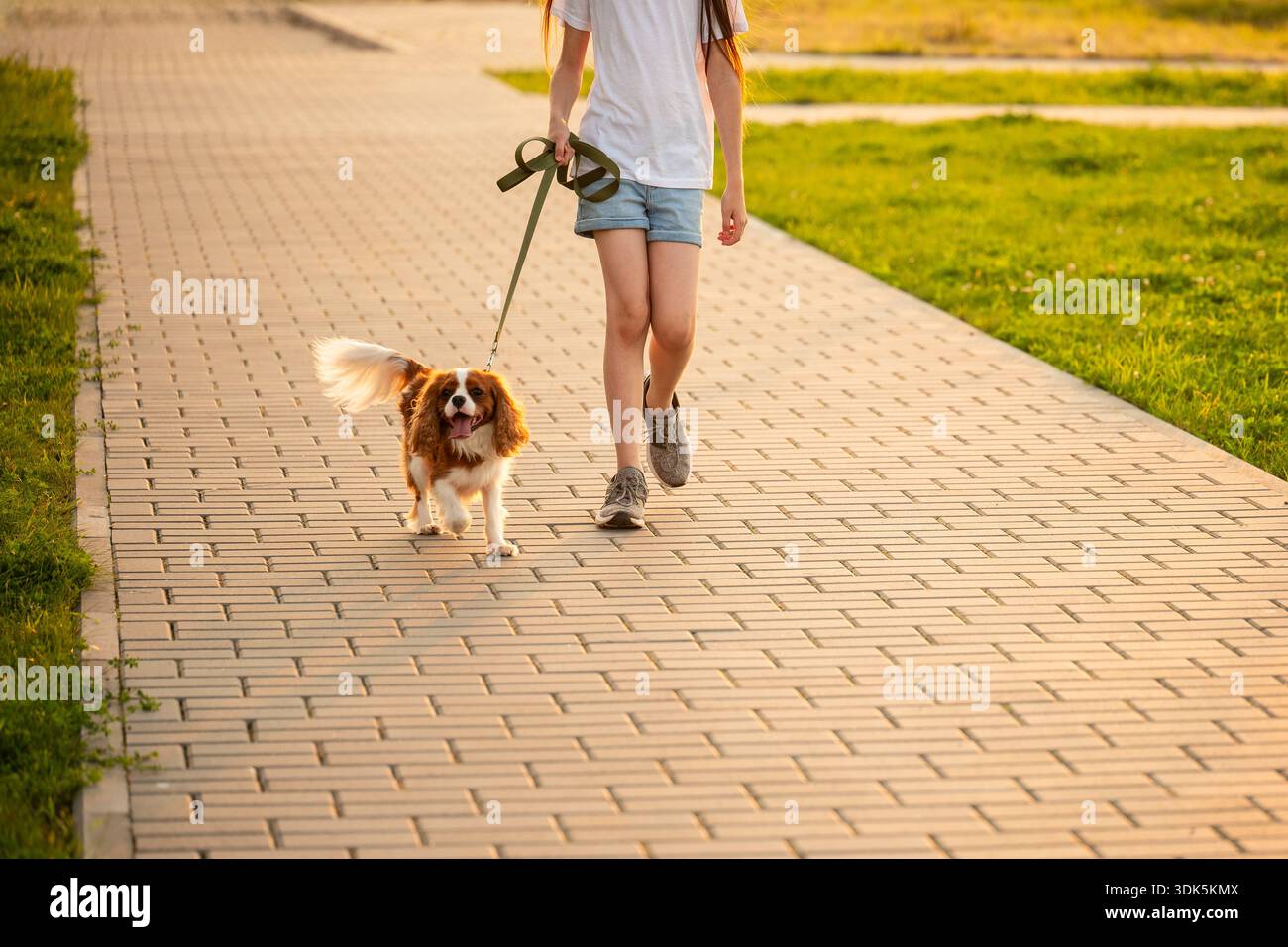Passeggia regolarmente con i cani, una donna che si diverte a camminare con il suo spaniel al guinzaglio al tramonto. Ragazza che passeggia con un animale domestico lungo il sentiero lastricato in estate. Cura degli animali domestici, cane che cammina Foto Stock