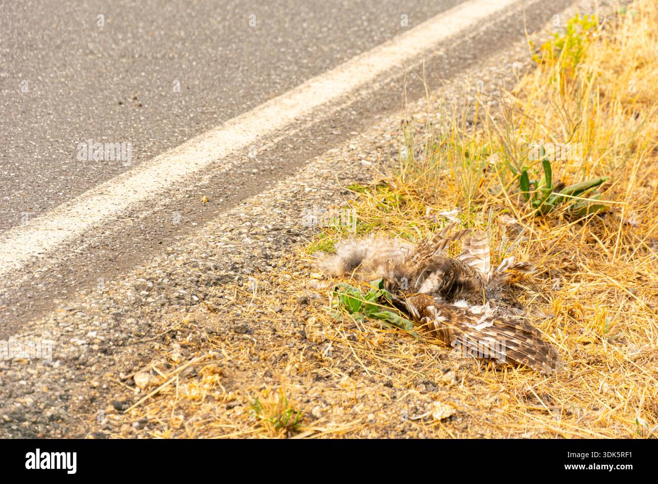 Un rapace morto giace sull'erba secca accanto a una strada asfaltata Foto Stock