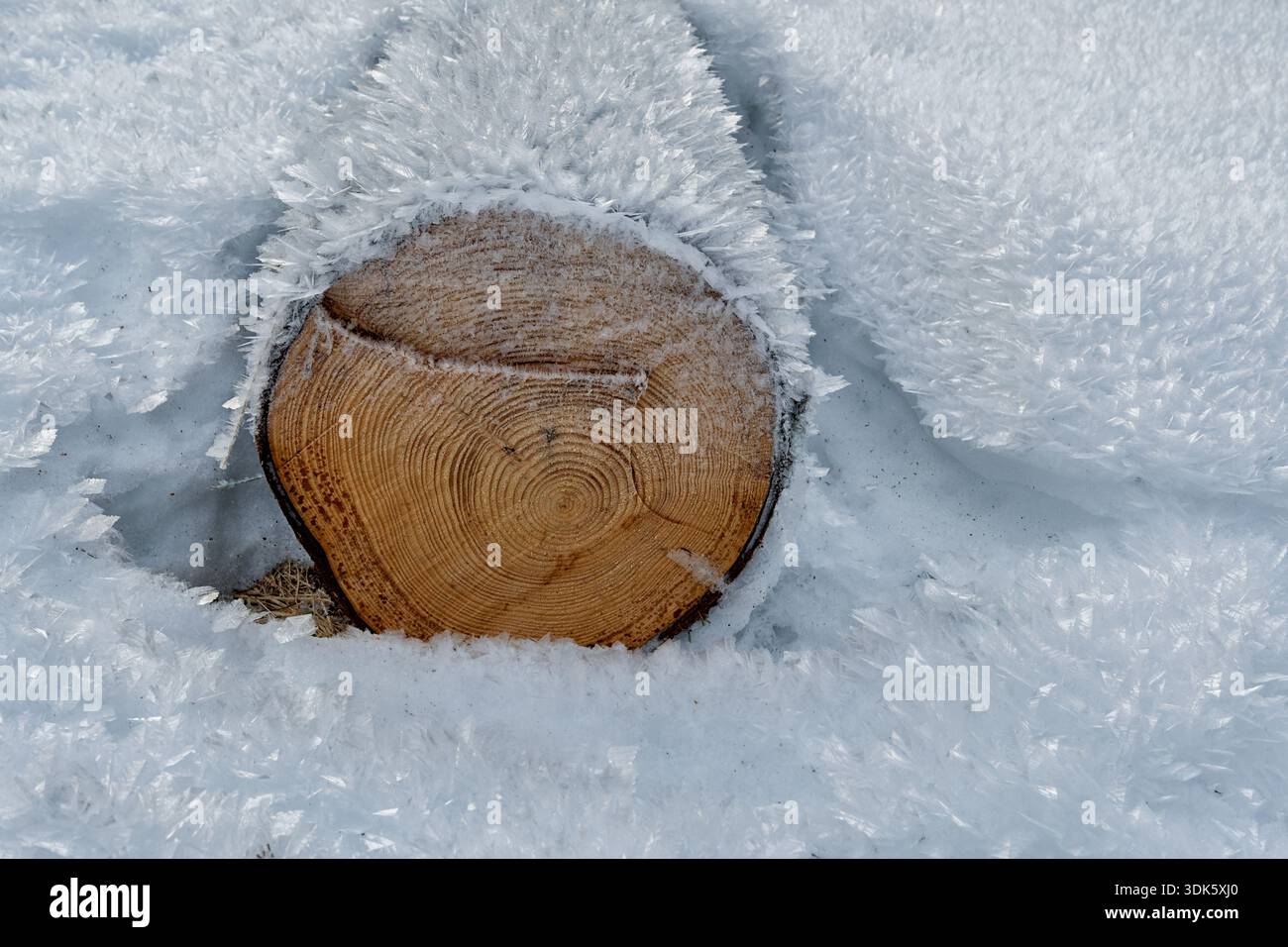 Un solitario tronco di legno giace ricoperto da uno spesso strato di neve scintillante, circondato da scintillanti gelate in una fredda mattina d'inverno. Foto Stock